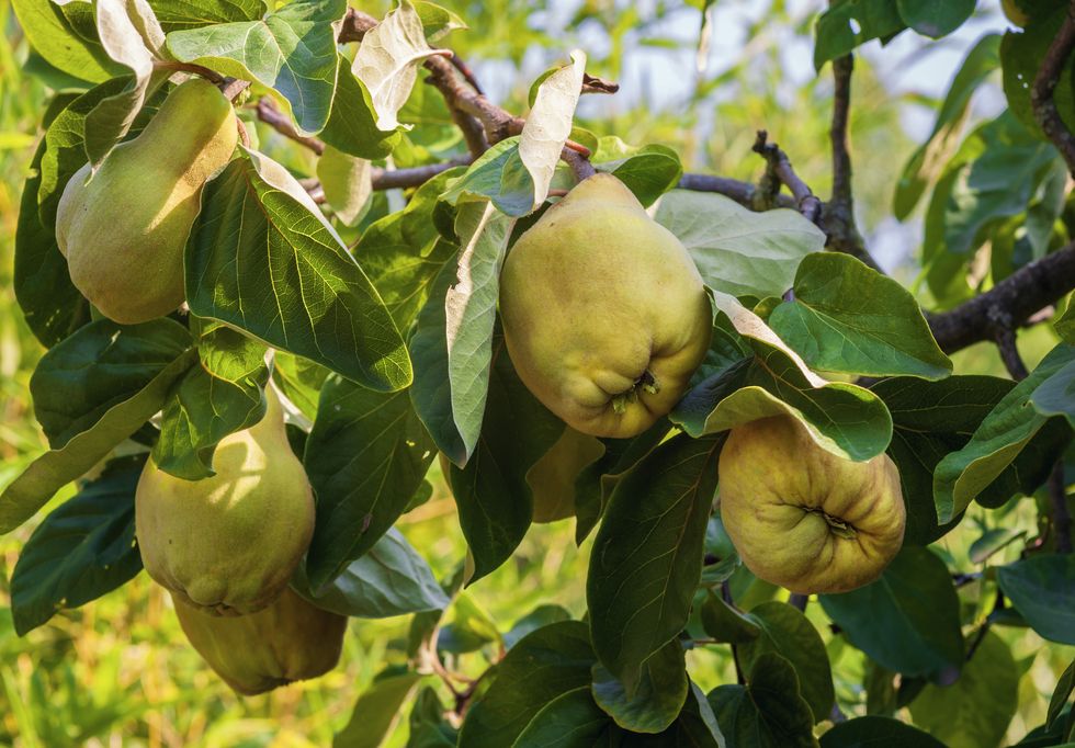 yellow quince fruits on a tree with leaves