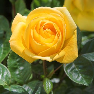 yellow rose flower in bloom on rose plant