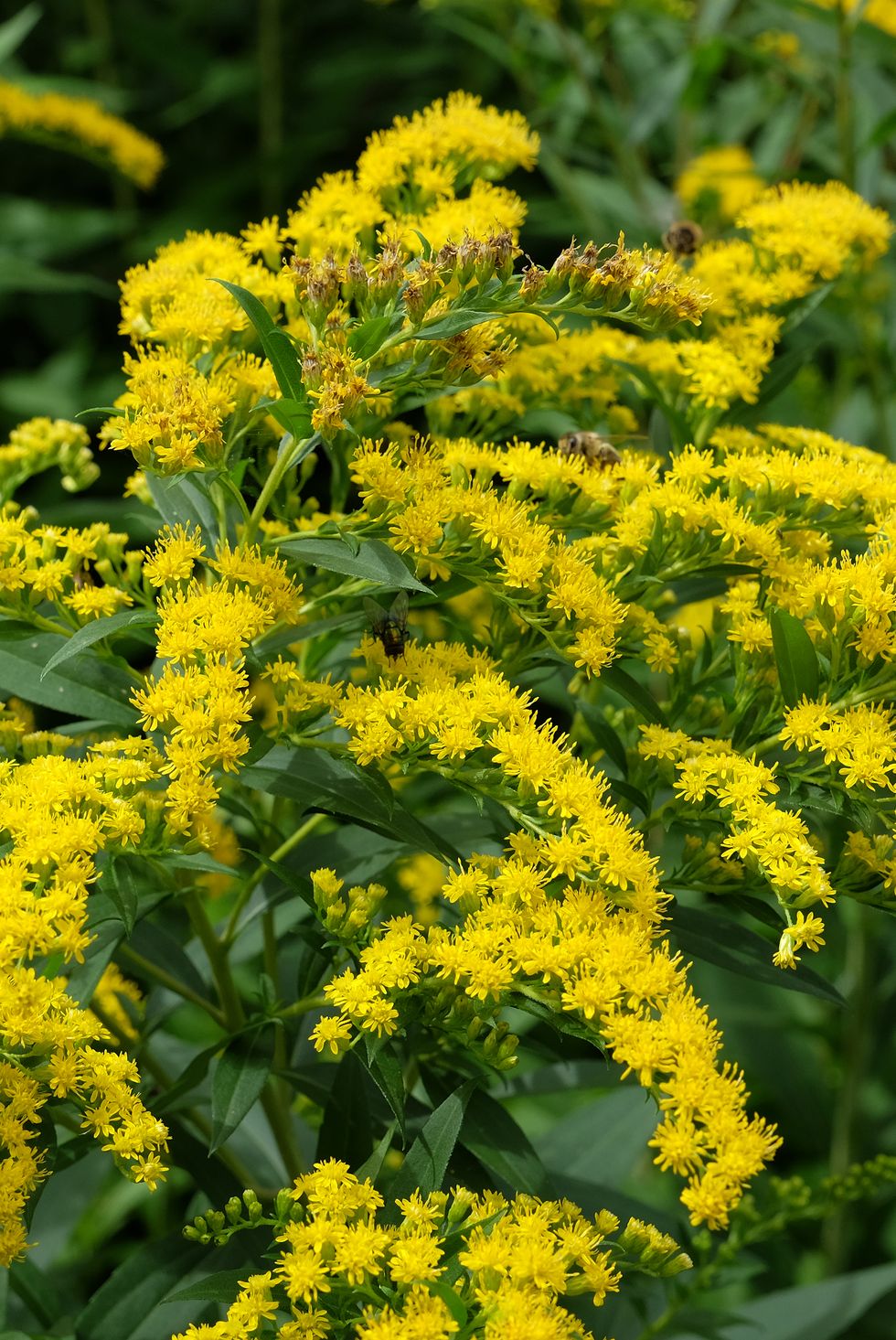 yellow solidago gigantea, also known as tall goldenrod and giant goldenrod, in flower.