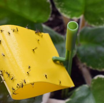 how to get rid of gnats