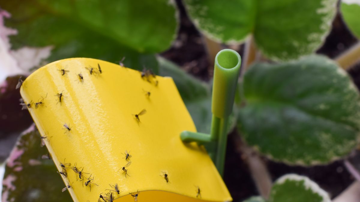 how to get rid of gnats