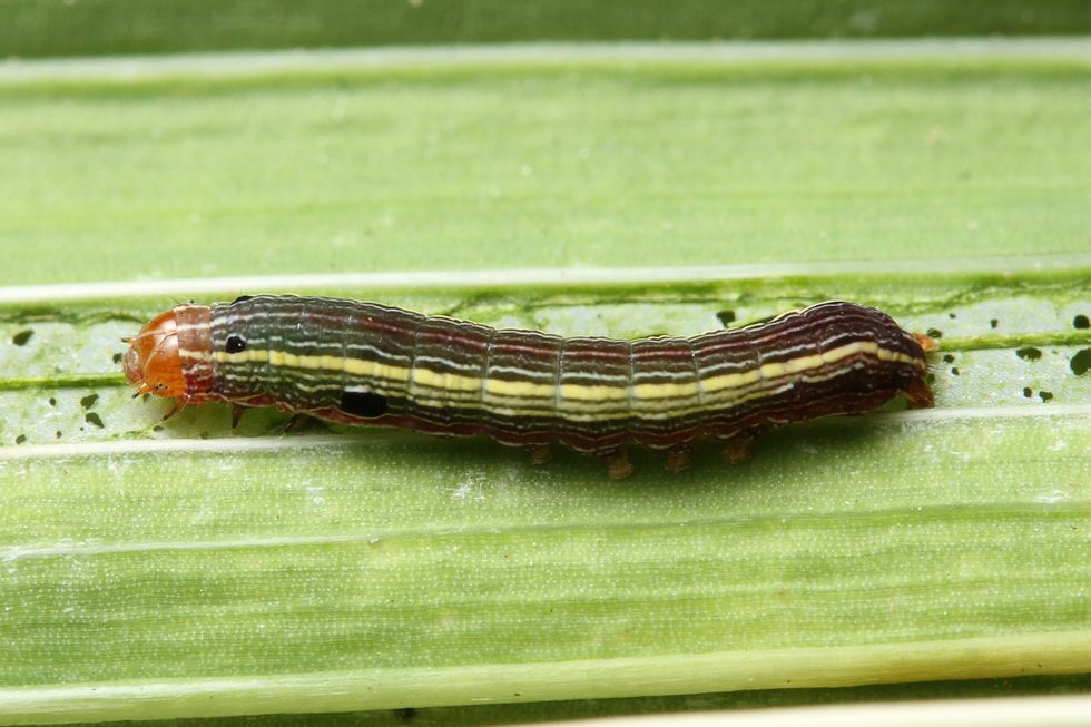closup of an armyworm on a leaf