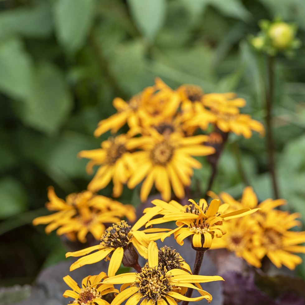 yellow summer flowers of ligularia dentata 'pandora'