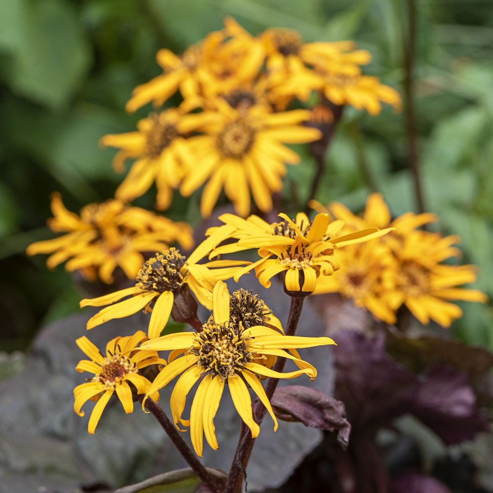 yellow summer flowers of ligularia dentata 'pandora'