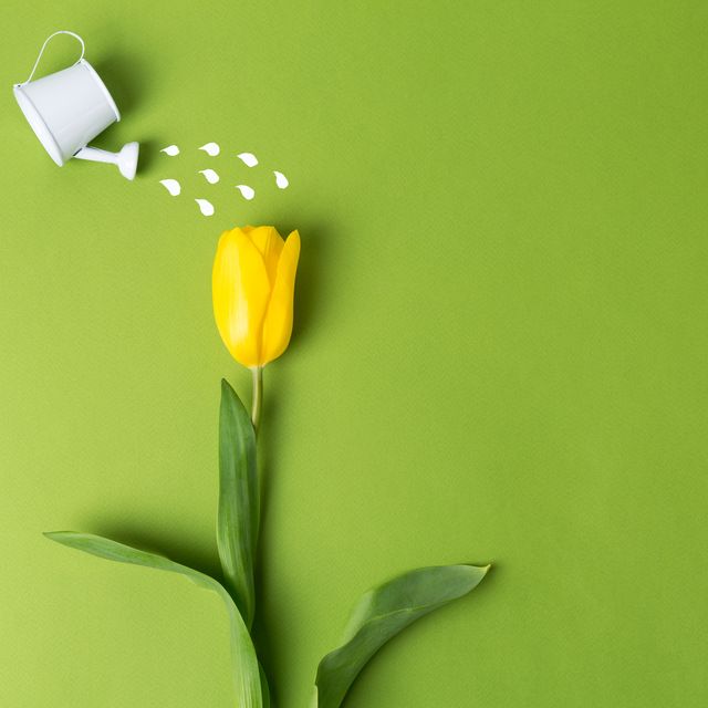 yellow tulip and toy watering can water a tulip on a plain background spring and holiday concept spring greeting card happy mother day flat lay, copy space
