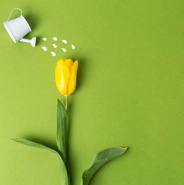 yellow tulip and toy watering can water a tulip on a plain background spring and holiday concept spring greeting card happy mother day flat lay, copy space