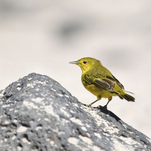 de galapagoszanger, setophaga petechia aureola.