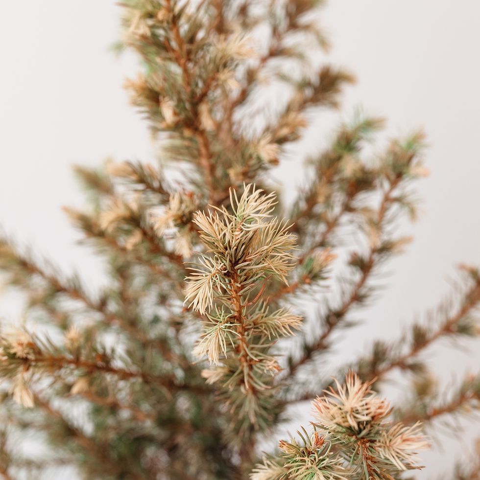 yellowed and dry christmas tree branches