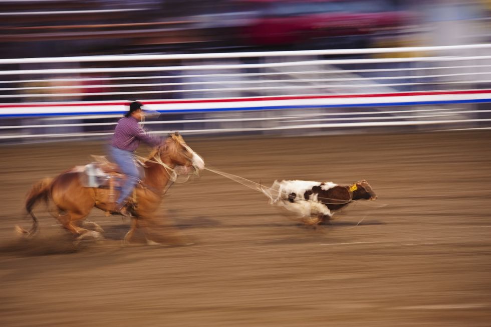 a person riding a horse roping a calf in a rodeo arena