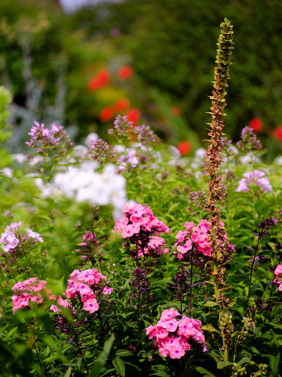 pretty flowers in a cottage garden