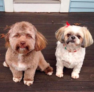 Yogi, el perro con cara humana