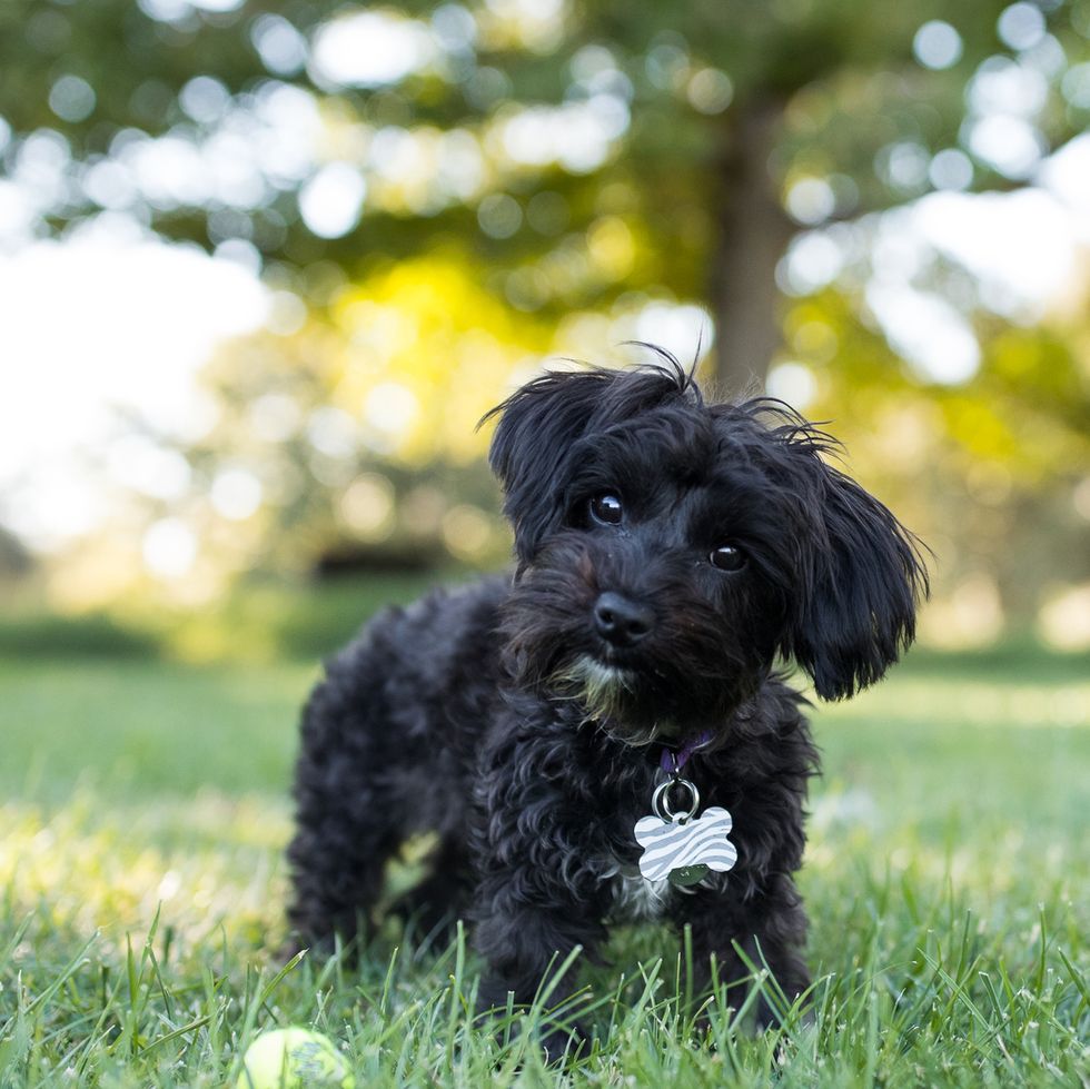 https://hips.hearstapps.com/hmg-prod/images/yorkipoo-dog-standing-outdoors-with-tennis-ball-royalty-free-image-1580503434.jpg?crop=0.522xw:0.782xh;0.256xw,0.135xh&resize=980:*