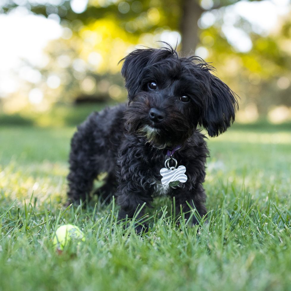 a black yorkipoo on the grass