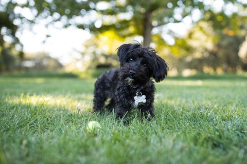 a black yorkipoo on the grass
