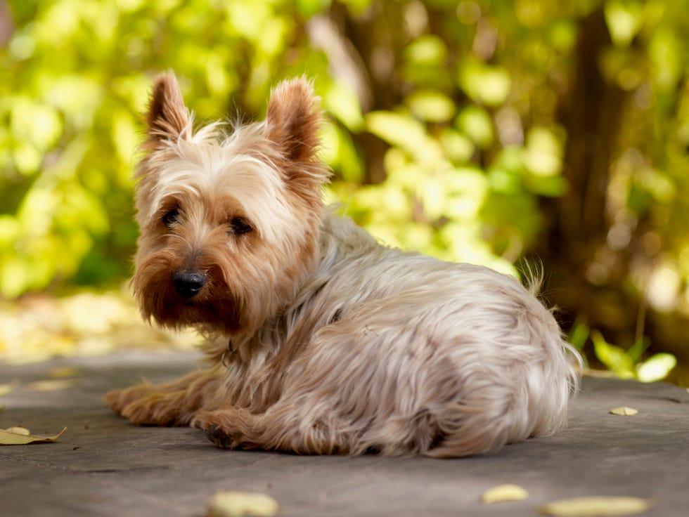 these-are-the-best-breed-of-dogs-for-flats-or-smaller-houses