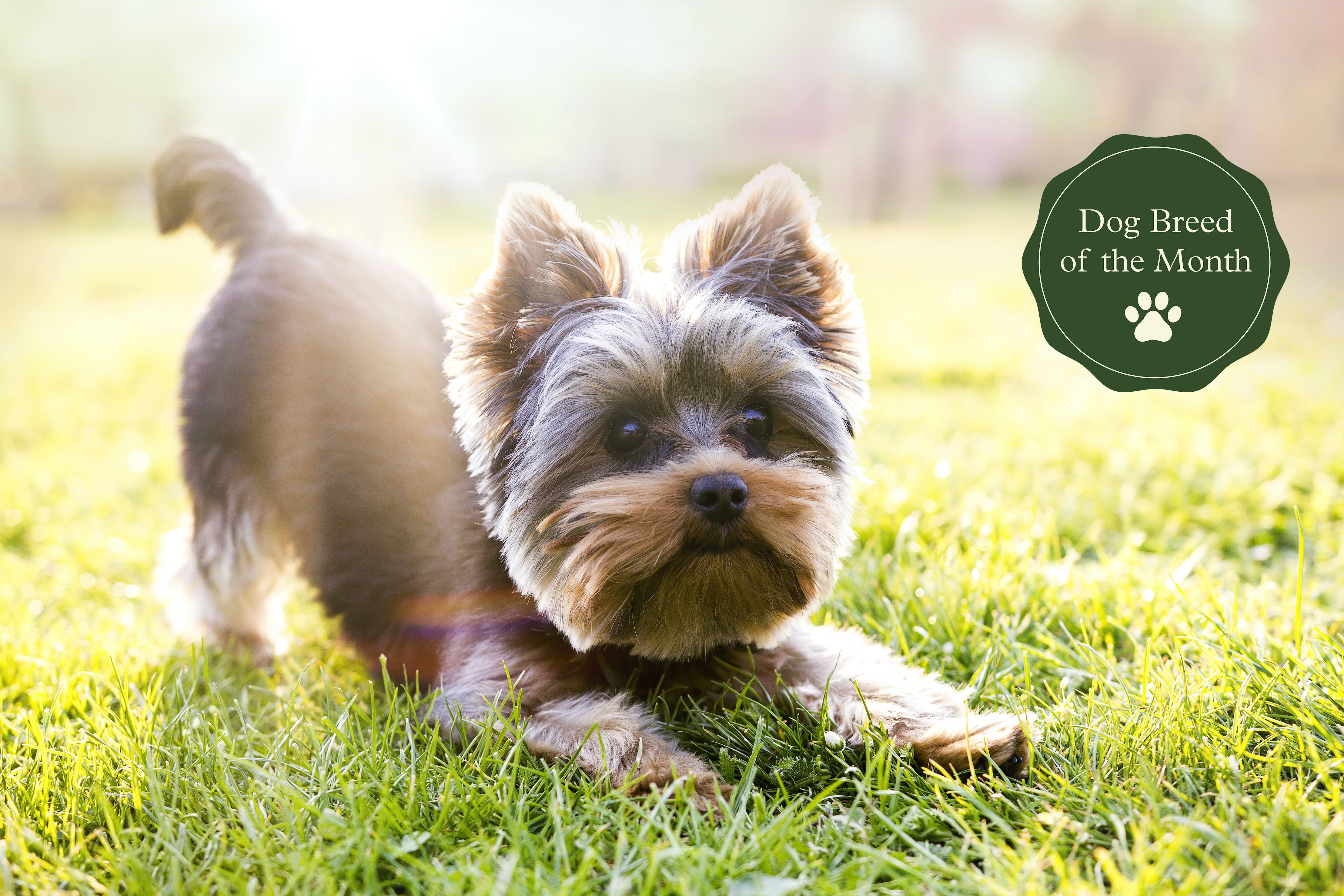 Red Paw Yorkshire Terrier Jacket