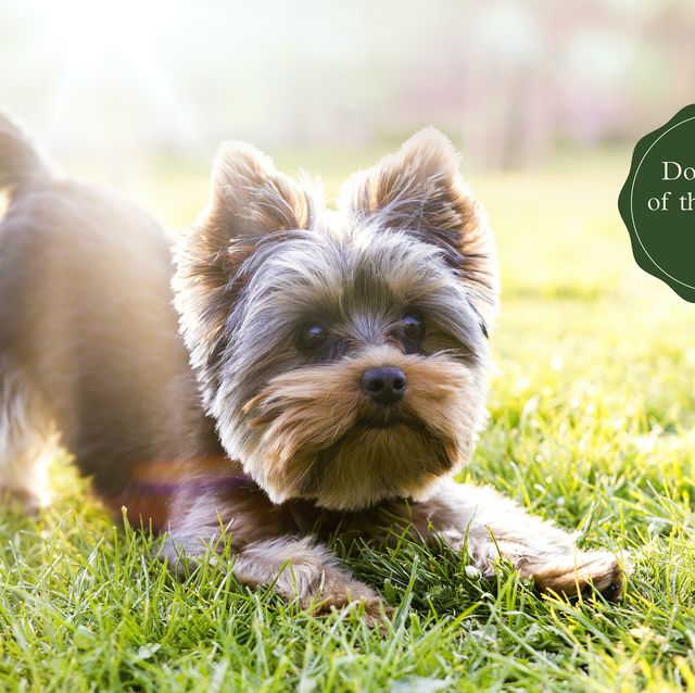 12 Best Dog Toys for Yorkies