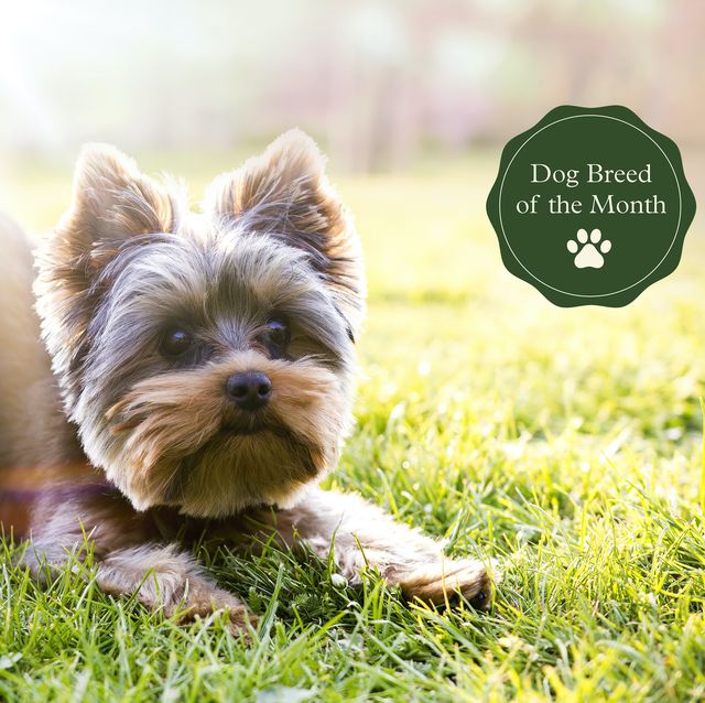 20 Interesting Facts About Miniature Yorkie Dog Breed  