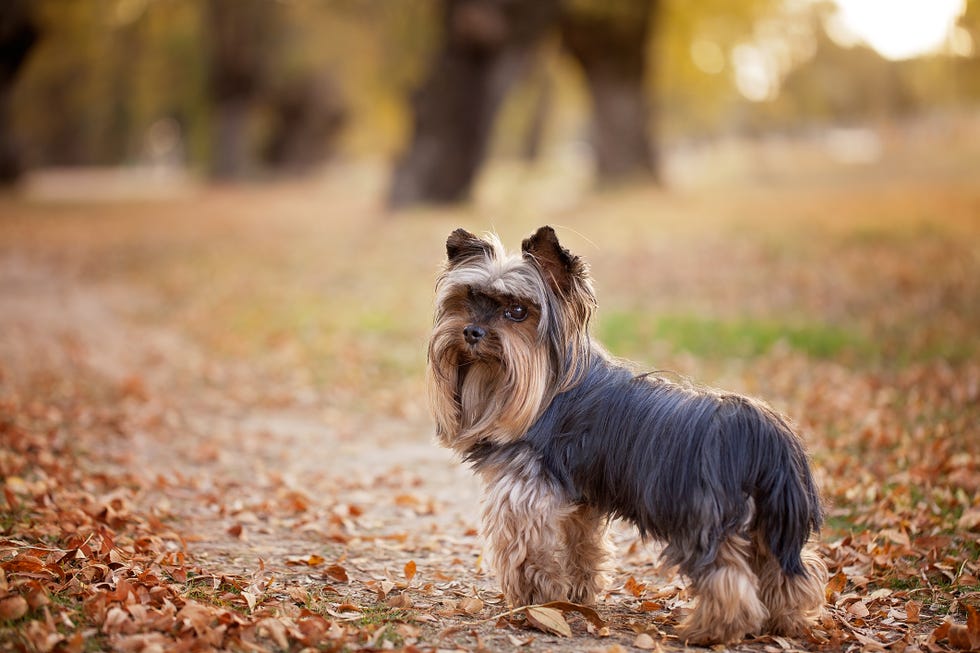 yorkshire terrier dog