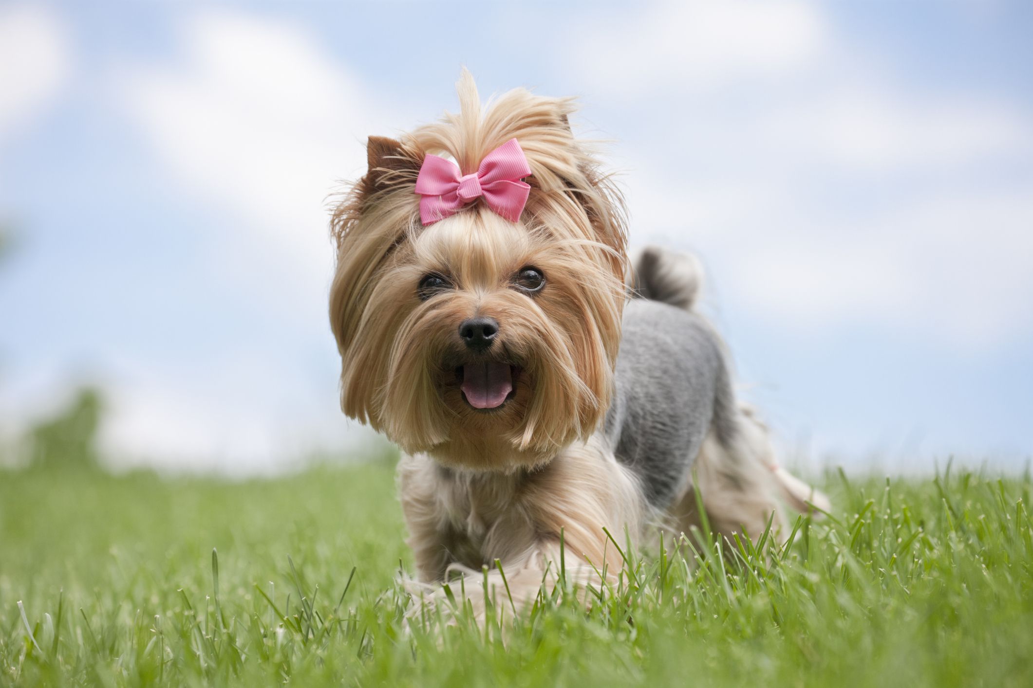 Cute yorkie hot sale puppy names