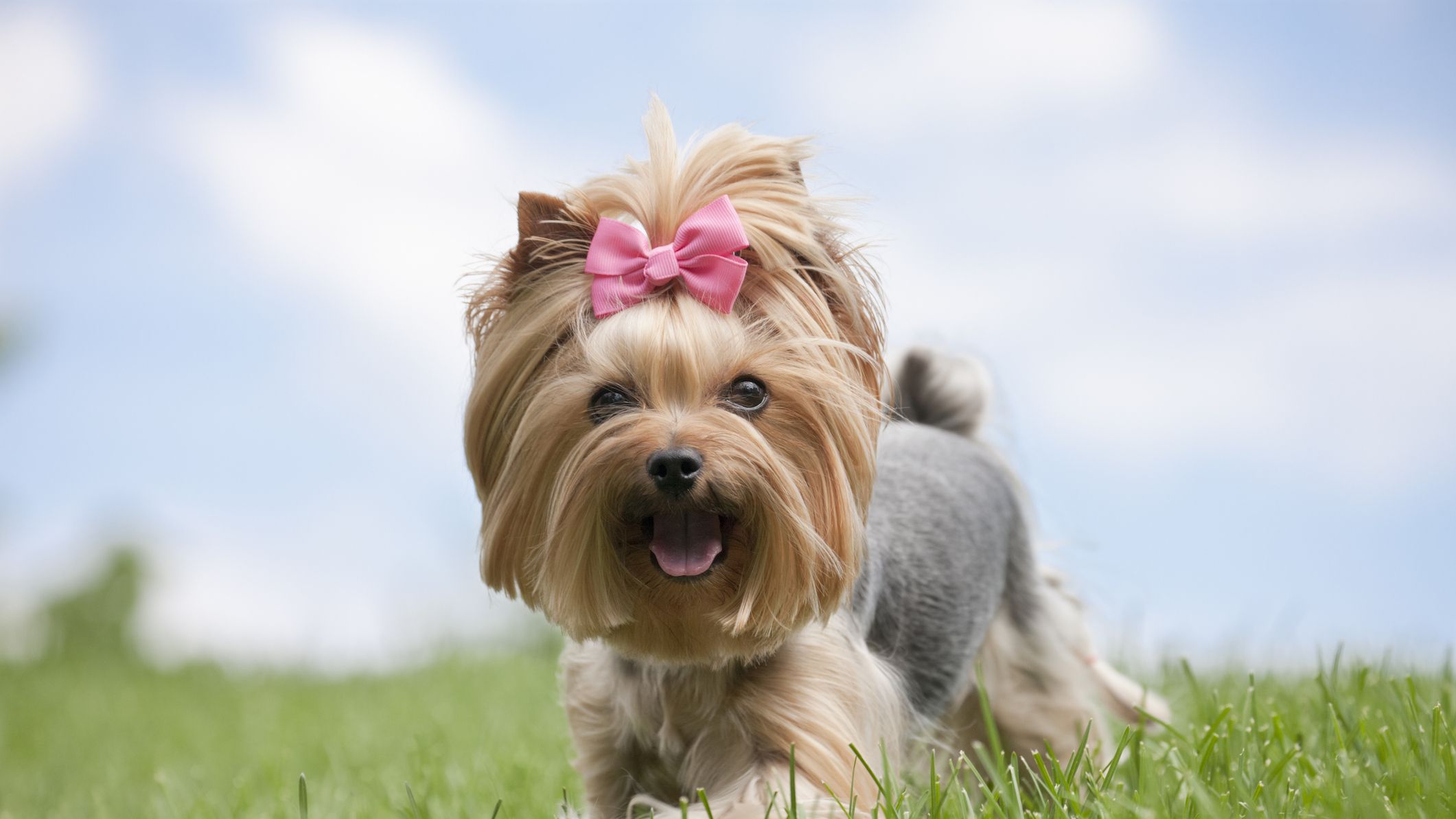 https://hips.hearstapps.com/hmg-prod/images/yorkshire-terrier-dog-running-in-the-grass-royalty-free-image-1676492141.jpg?crop=1xw:0.84355xh;center,top