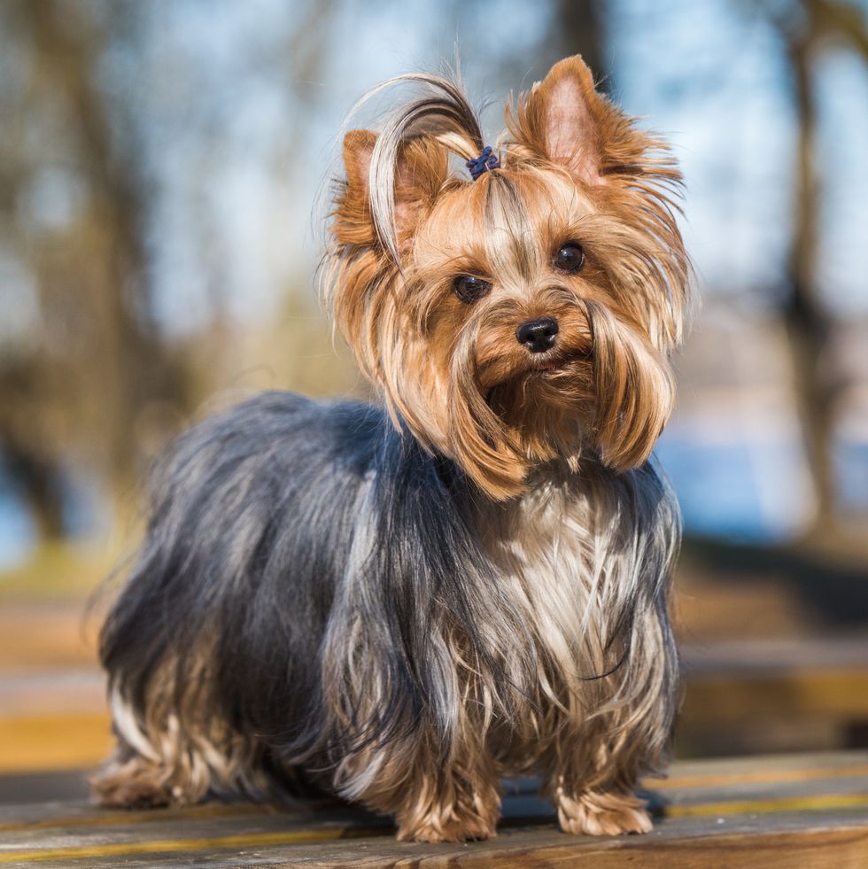 7 Small Dog Breeds That Are Great for Families (and a Few That