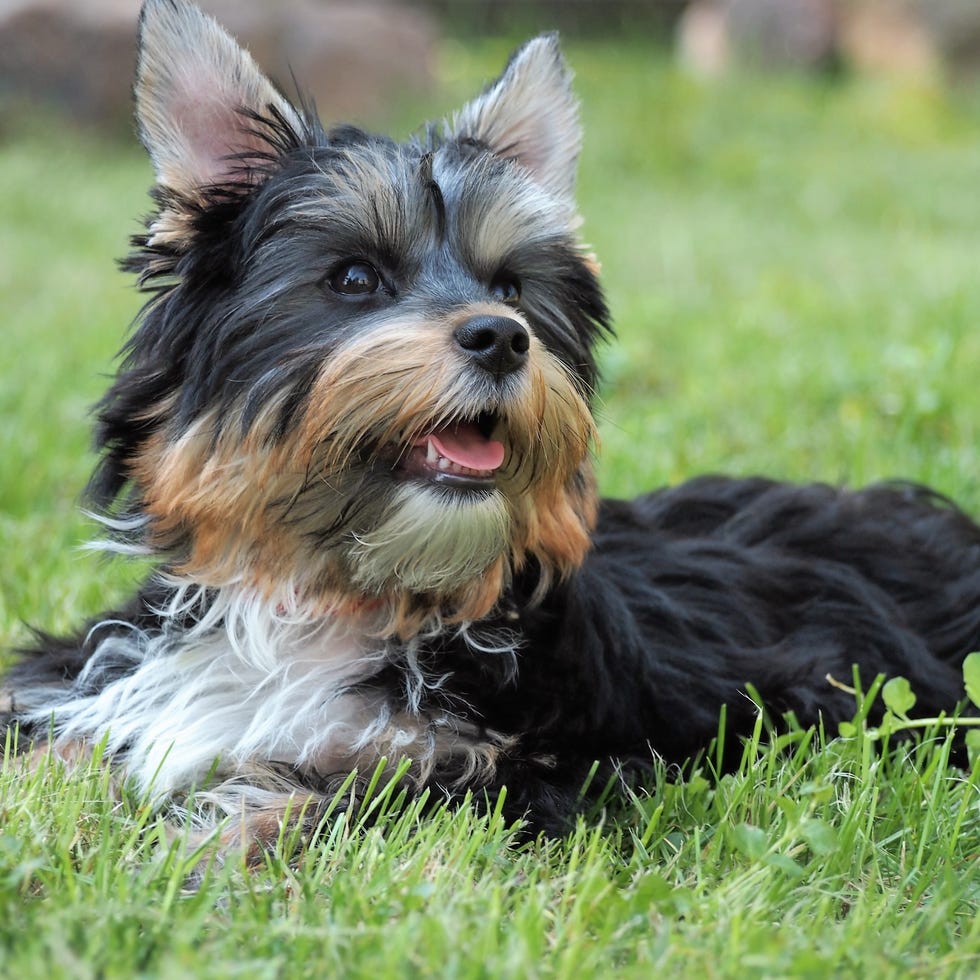 Yorkshire Terrier Relaxing On Grassy Field Yorkshire Terrier Relaxing On Grassy Field