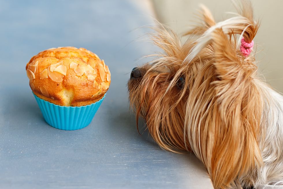 yorkshire terrier tries to reach the tasty muffins