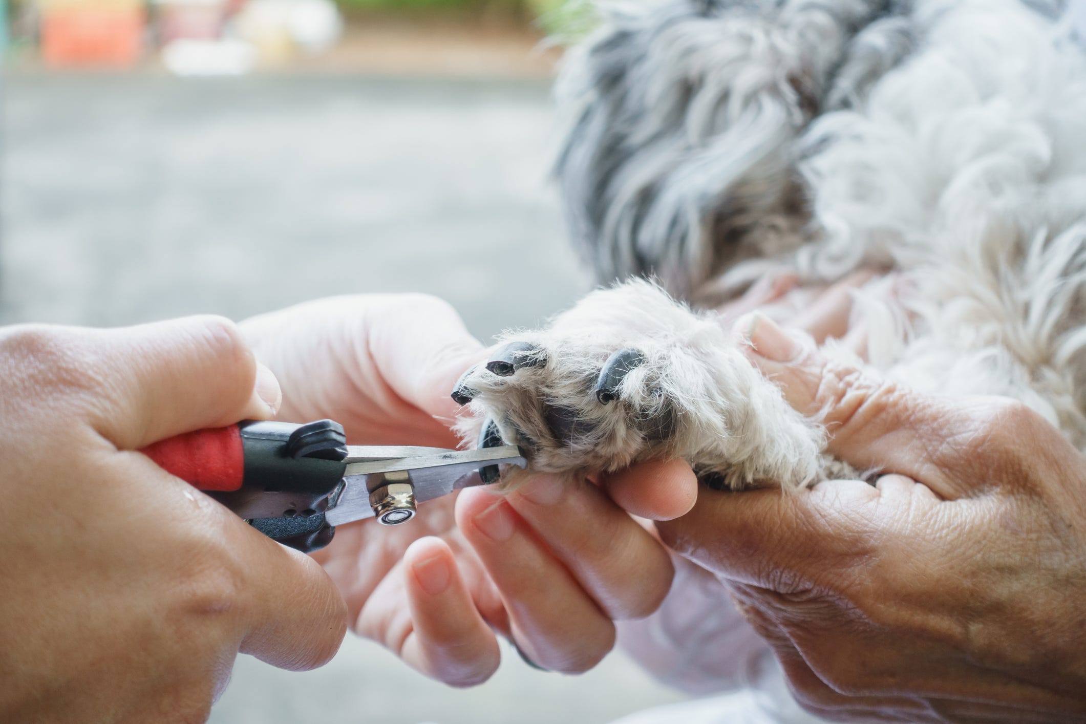 how do you cut a dogs black nails