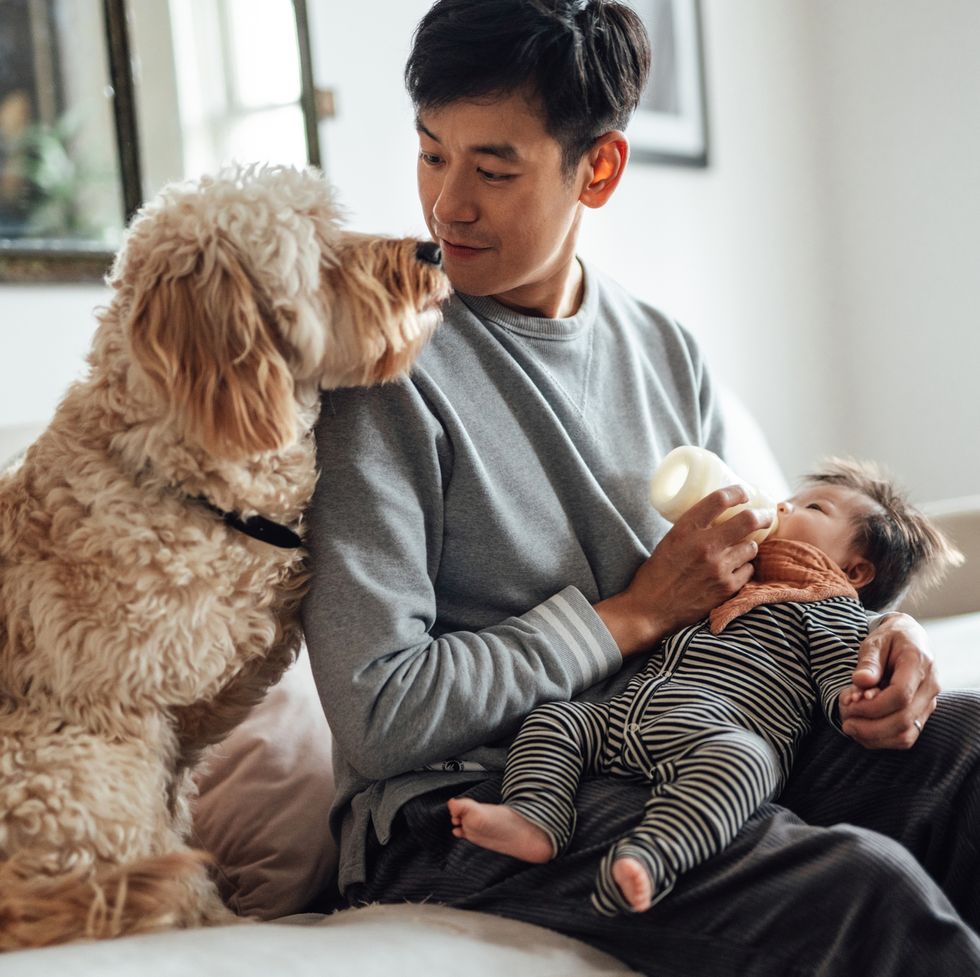 young asian father feeding his baby with baby bottle while his dog sitting with them