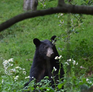 young black bear smelling wildflowers