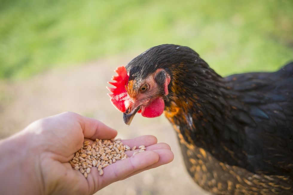 Young Black Copper Marans female hen eating wheat grains from a mans hand