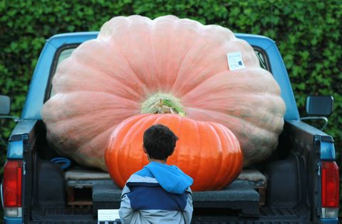 Mighty Gourds On View At Annual World Championship Pumpkin Weigh-Off