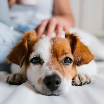 dog with owner