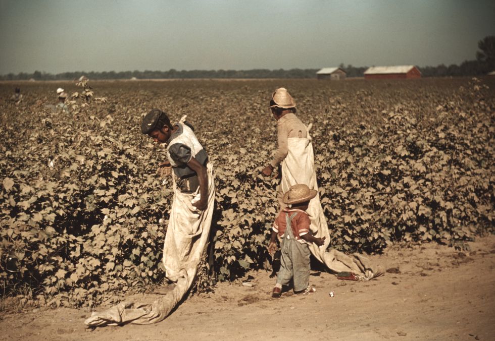 young children day laborers picking cotton, near clarksdale, mississippi, marion post wolcott for farm security administration, november 1939