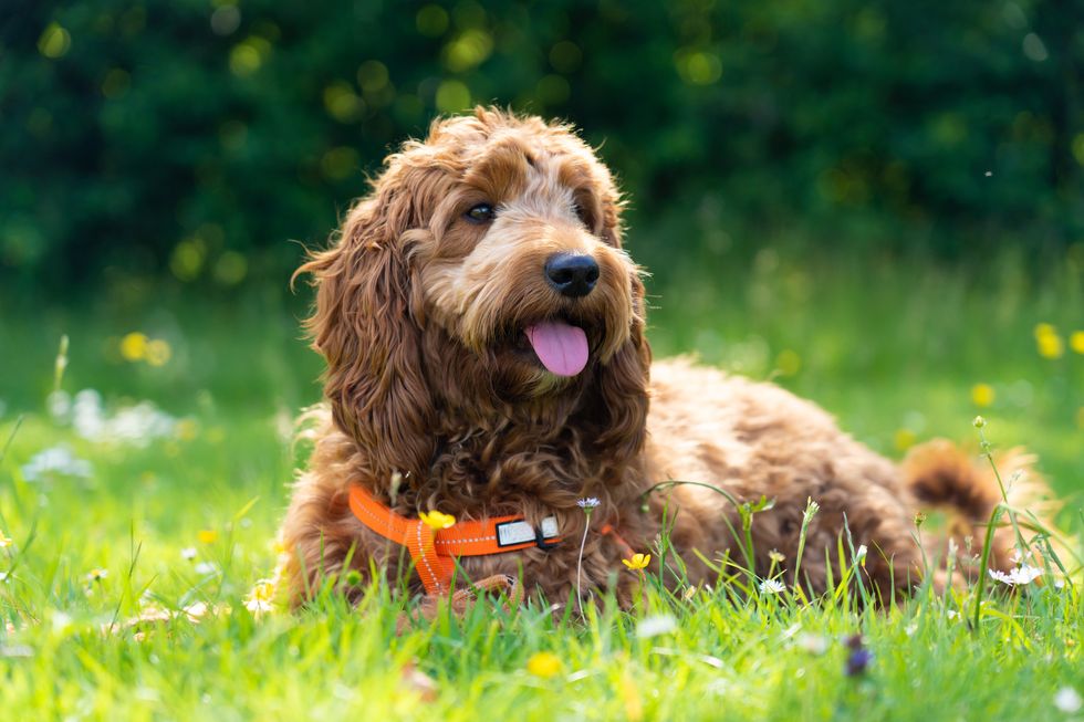 young cockapoo dog sitting in a meadow