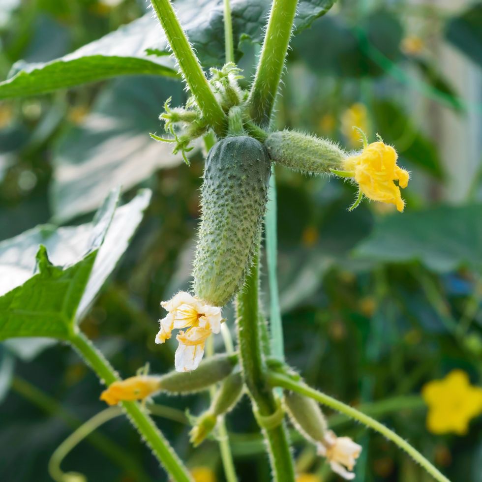 young cucumbers in the greenhouse small cucumbers among the leaves flower and fruit cultivation of agricultural crops