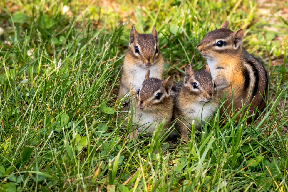 https://hips.hearstapps.com/hmg-prod/images/young-eastern-chipmunks-family-of-four-in-green-royalty-free-image-1692817842.jpg?crop=1xw:0.95877xh;center,top&resize=980:*