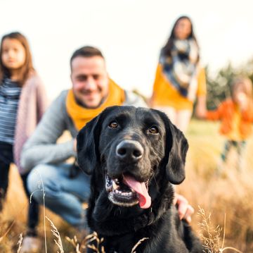 20 best dog breeds for families