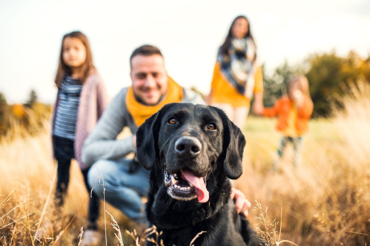 20 Best Dog Breeds for Families with Kids, According to Experts