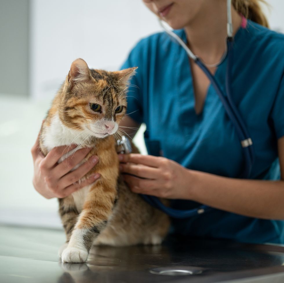 a young female vet examining a kitten