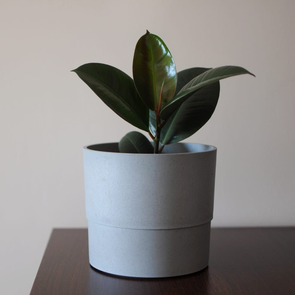 plantas purificadoras de aire Young Ficus Elastica Borgoña o árbol de caucho en maceta gris. Decoración creativa mínima plantas purificadoras de aire ficus elastica joven burdeos o árbol de caucho en maceta gris