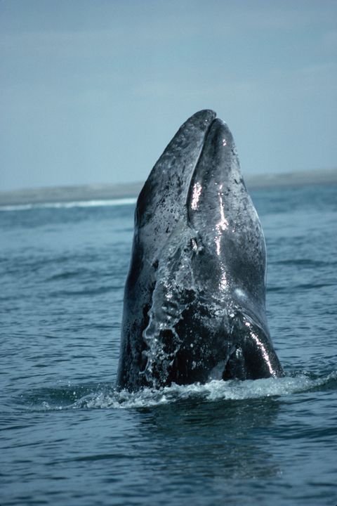 gray whale breaching the ocean surface