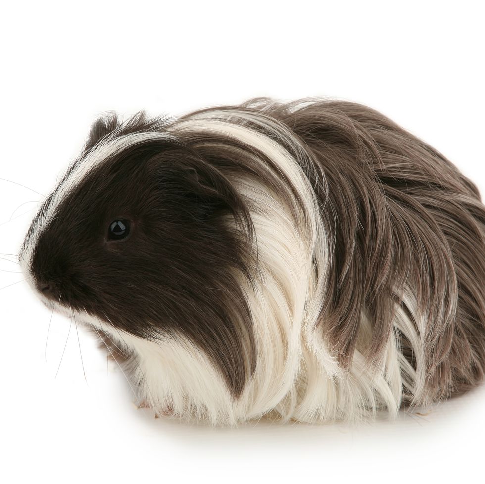 Guinea Pigs Long Haired 12 Guinea Pig Breeds — Types of Guinea Pigs
