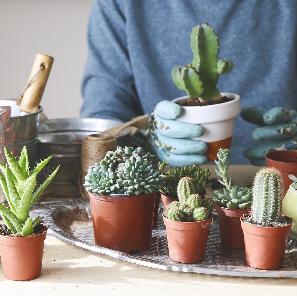 group of cactus on wooden table