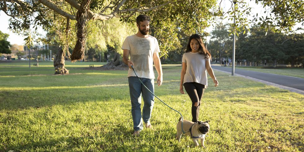 young multicultural couple walking their dog in a park
