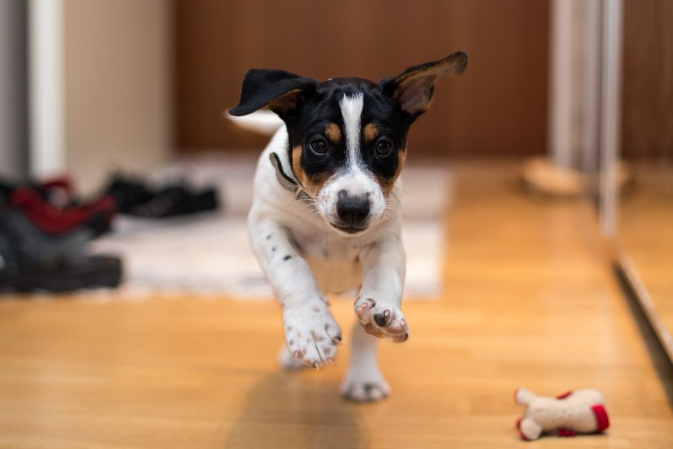 Young Rat Terrier running in house