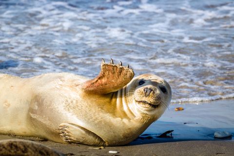 Young seal smiles and waves