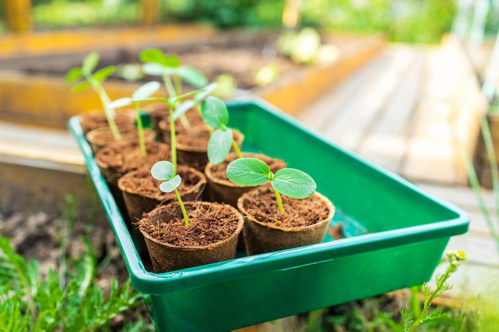 young cucumber sprouts in ecological peat cups, ready for planting in the ground in spring