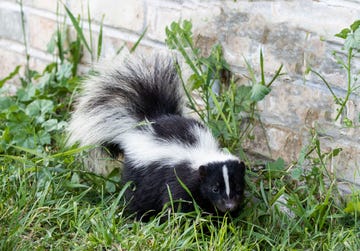 young striped skunk mephitis mephitis in yard